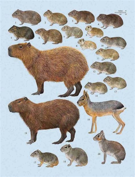 caviidae family tree.